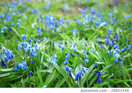 small blue spring flowers small blue spring flowers 28953348