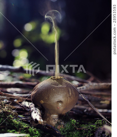 puffball mushroom smokes 28953593