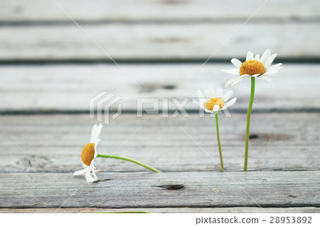 Chamomile flowers wooden summer background Chamomile flowers wooden summer background 28953892