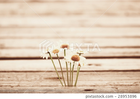 Chamomile flowers wooden summer background 28953896