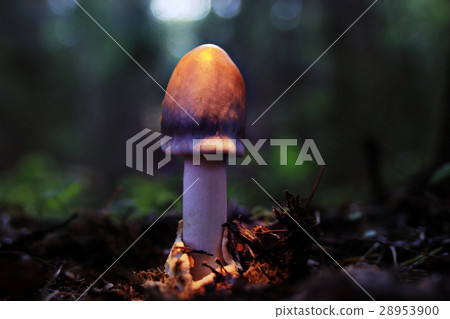 small poisonous mushroom fly agaric 28953900