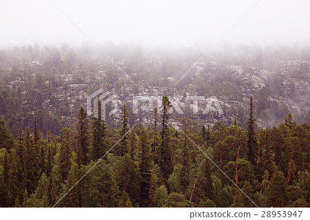 Spring landscape in the forest mist sun 28953947