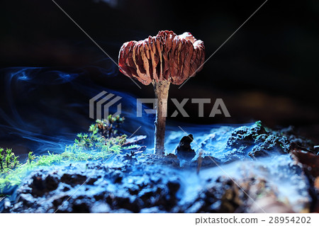 small poisonous mushroom fly agaric 28954202