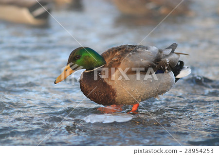 bird on winter pond ducks overwinter bird on winter pond ducks overwinter 28954253