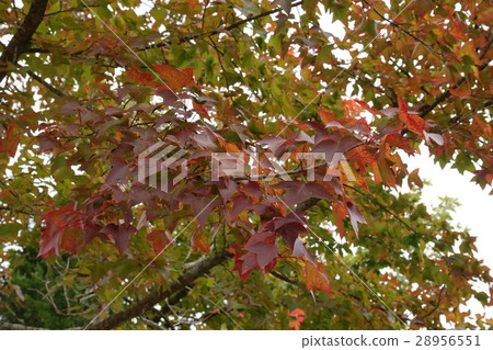 Maple red Maple red 28956551