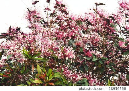 Pyrotechnic tree Pyrotechnic tree 28956566