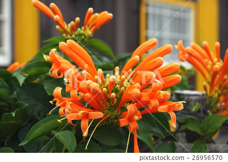 炮杖花 炮杖花 28956570