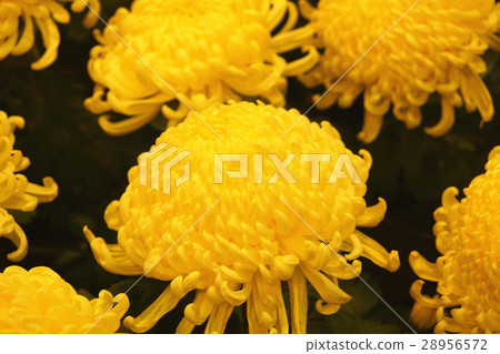 Chrysanthemum 28956572