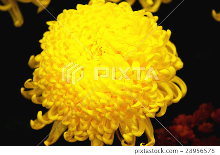 菊花 菊花 28956578