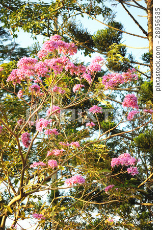 紅花風鈴木 28956585