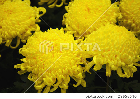 Chrysanthemum 28956586