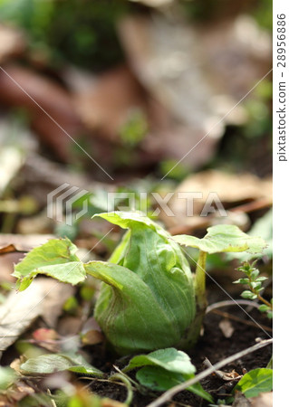 天然植物Fuki，“小彩虹”，面對公園一側的小直徑。我可以在一個意想不到的地方見到你② 28956886