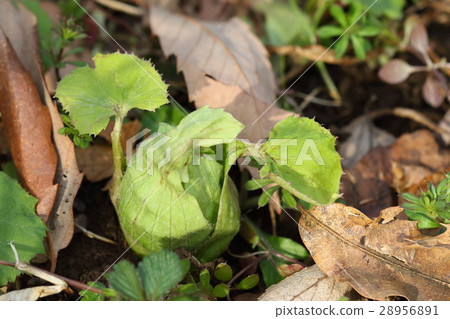 天然植物Fuki，“小彩虹”，面對公園一側的小直徑。我可以在一個意想不到的地方見到你① 28956891