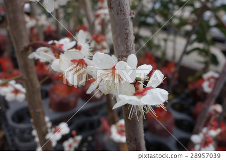 Ume White Kaga梅花 Ume White Kaga梅花 28957039