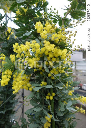 銀杏金合歡 銀杏金合歡 28957040