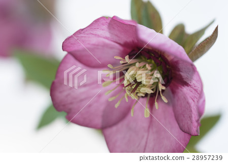 聖誕玫瑰紫色 28957239