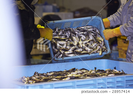 日本漁業形象 28957414