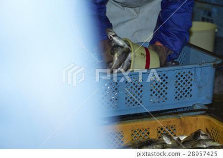 日本漁業形象 28957425