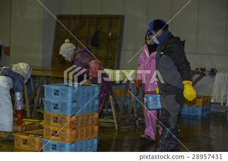 Japanese fishery image 28957431