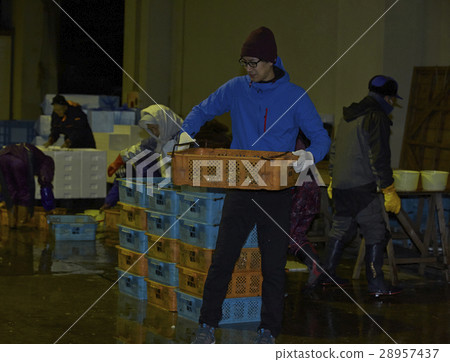 在魚市場工作的人 28957437