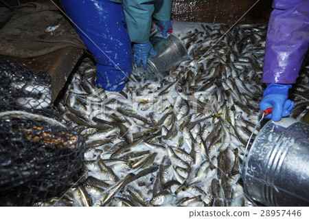 Japanese fishery image 28957446