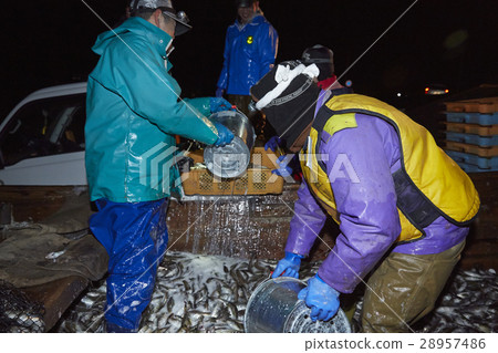 Fishermen working at midnight 28957486