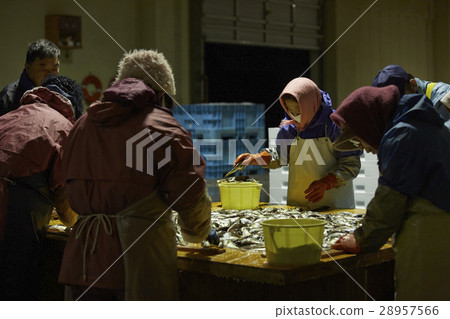 Japanese fishery image 28957566