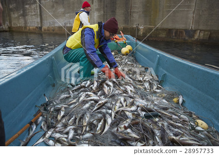 Working fishermen 28957733