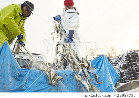 Working fishermen Working fishermen 28957783