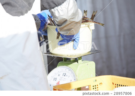 Japanese fishery image 28957806