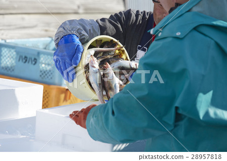 Japanese fishery image Japanese fishery image 28957818