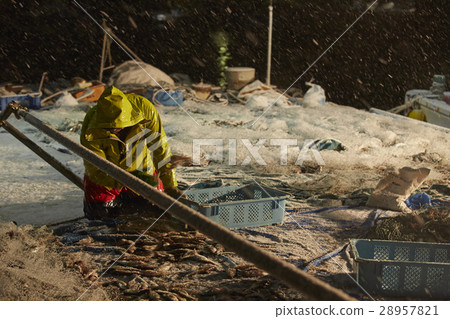 Japanese fishery image Japanese fishery image 28957821