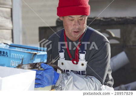 在魚市場工作的人 28957829