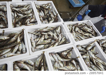 Japanese fishery image Japanese fishery image 28957841