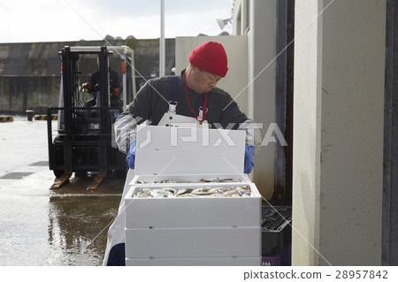 Men working in fish market Men working in fish market 28957842
