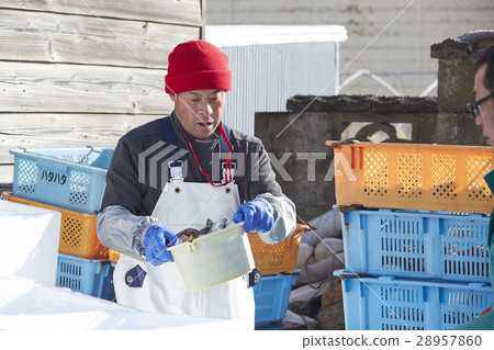 Men working in fish market 28957860