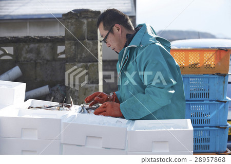 Men working in fish market Men working in fish market 28957868