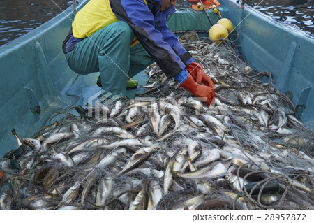 Japanese fishery image 28957872