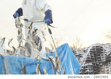 Japanese fishery image Japanese fishery image 28957893