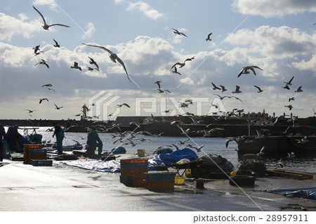 Fishing port in the day 28957911