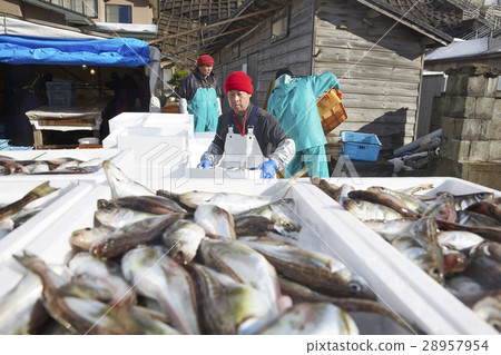 日本漁業形象 日本漁業形象 28957954