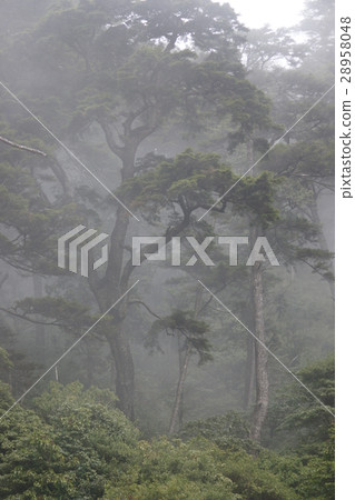 Tree Tree 28958048