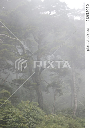 Tree Tree 28958050