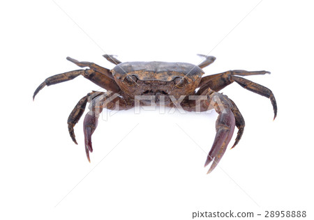 fresh ricefield crab on white background 28958888