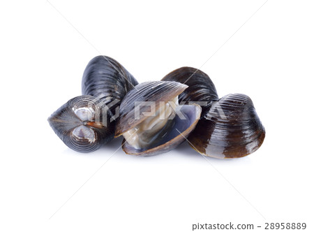 fresh Corbicula shell on white background 28958889
