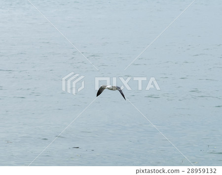 黑腳海鷗 28959132