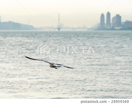 Black foot seagull Black foot seagull 28959169