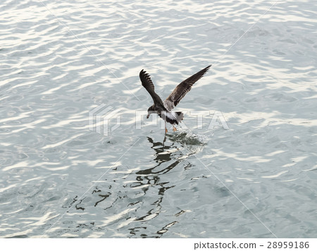 Black foot seagull Black foot seagull 28959186