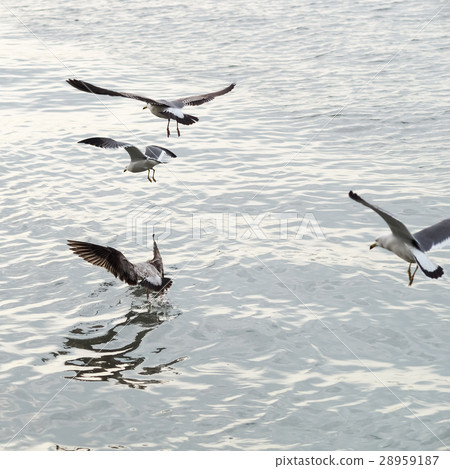 Black foot seagull Black foot seagull 28959187