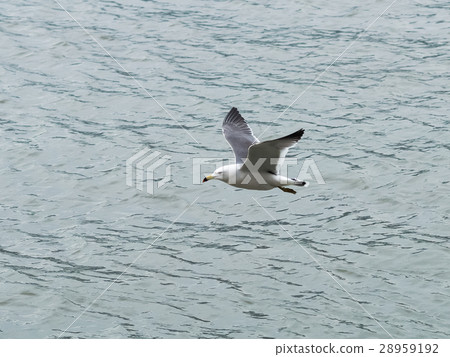Black foot seagull 28959192